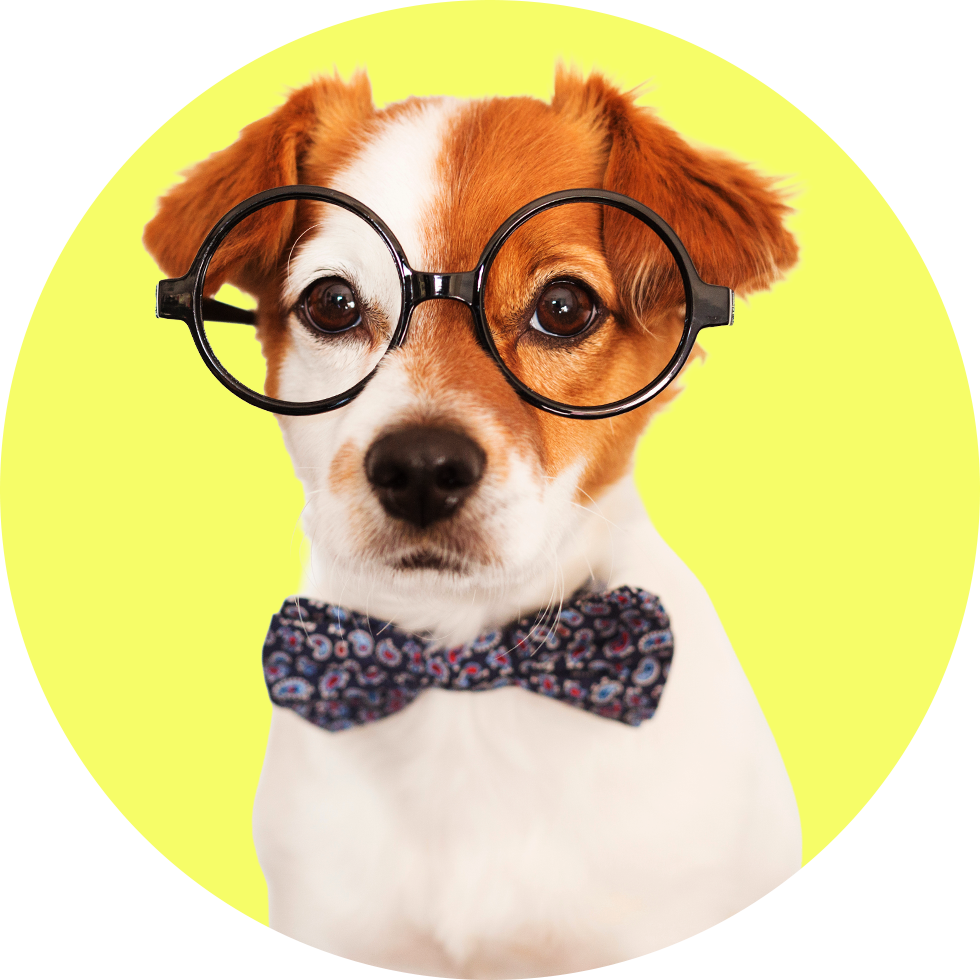 a jack russell terrier wearing glasses and a bow tie
